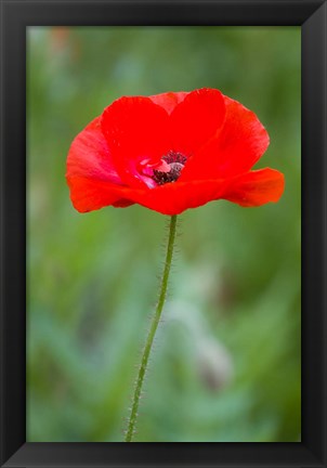 Framed Red Poppy, Cantigny Park, Wheaton, Illinois Print