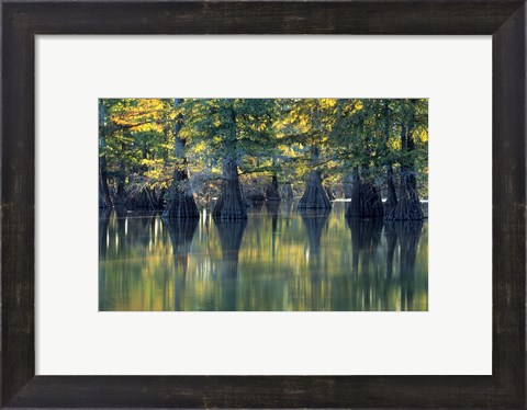 Framed Bald Cypress Trees At Horseshoe Lake State Park, Illinois Print