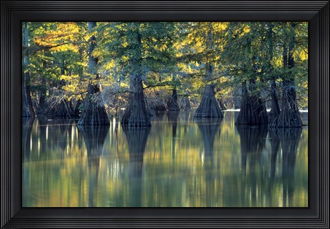 Framed Bald Cypress Trees At Horseshoe Lake State Park, Illinois Print
