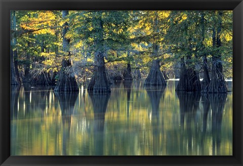 Framed Bald Cypress Trees At Horseshoe Lake State Park, Illinois Print