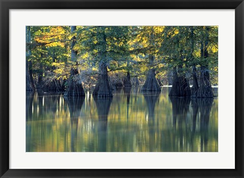 Framed Bald Cypress Trees At Horseshoe Lake State Park, Illinois Print