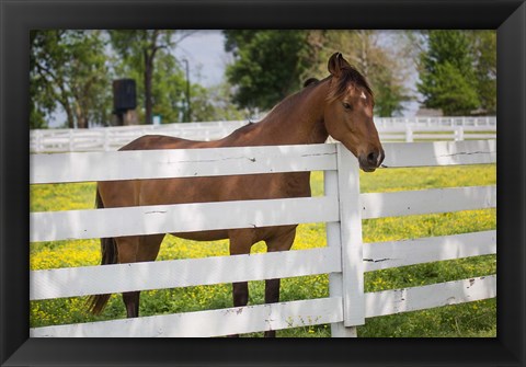 Framed Horse At Fence, Kentucky Print