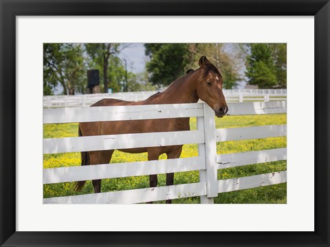 Framed Horse At Fence, Kentucky Print