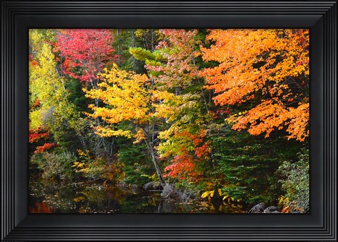 Framed Autumn Trees Along The Sheepscot River, Maine Print
