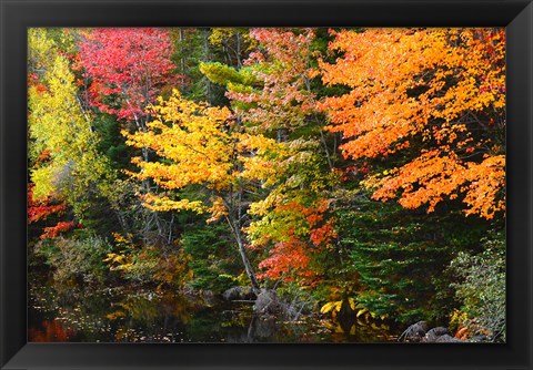 Framed Autumn Trees Along The Sheepscot River, Maine Print