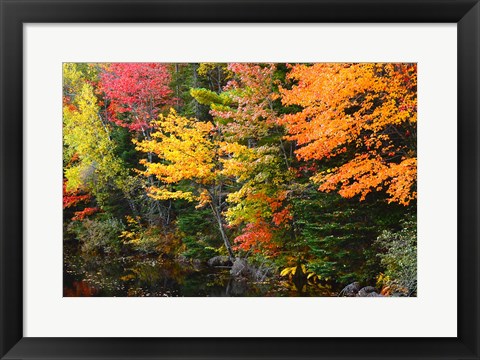 Framed Autumn Trees Along The Sheepscot River, Maine Print