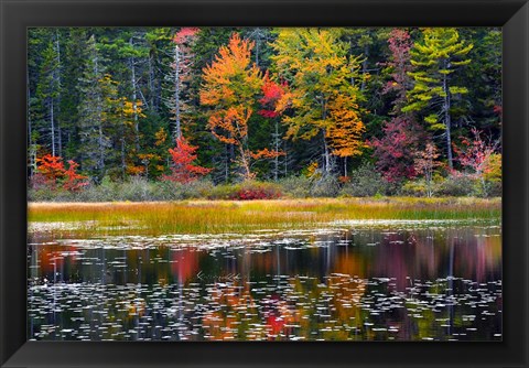 Framed Somes Pond In Autumn, Somesville, Maine Print