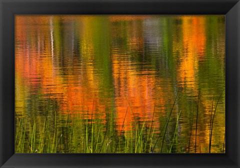 Framed Bubble Pond, Acadia National Park, Maine Print