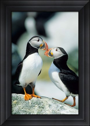 Framed Atlantic Puffins, Machias Seal Island, Maine Print