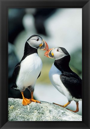 Framed Atlantic Puffins, Machias Seal Island, Maine Print