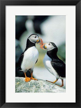 Framed Atlantic Puffins, Machias Seal Island, Maine Print