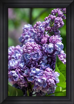 Framed Purple Lilac Tree, Arnold Arboretum, Boston Print