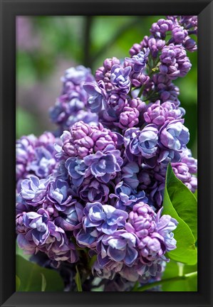 Framed Purple Lilac Tree, Arnold Arboretum, Boston Print