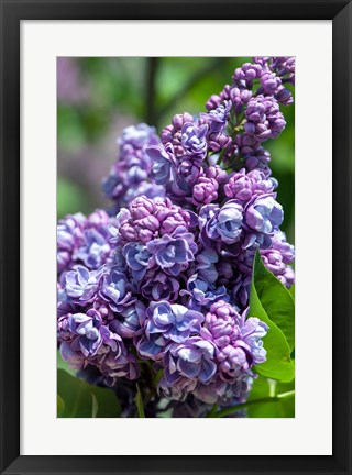 Framed Purple Lilac Tree, Arnold Arboretum, Boston Print