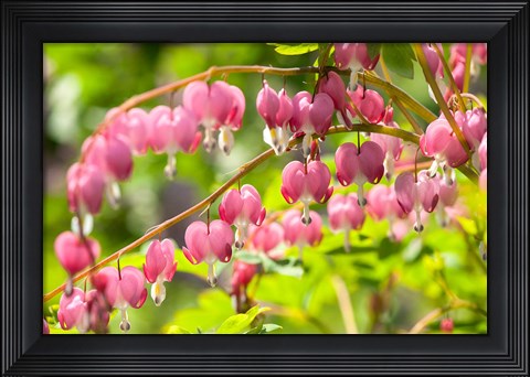 Framed Bleeding Heart, Arnold Arboretum, Boston Print