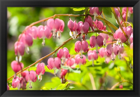 Framed Bleeding Heart, Arnold Arboretum, Boston Print