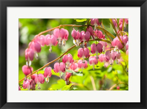 Framed Bleeding Heart, Arnold Arboretum, Boston Print