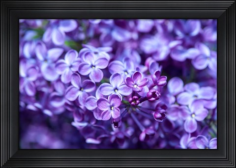Framed Close-Up Of A Purple Lilac Tree, Arnold Arboretum, Boston Print