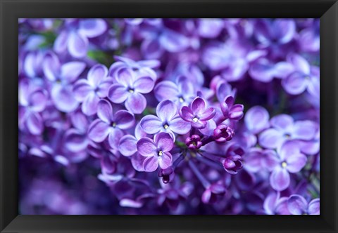 Framed Close-Up Of A Purple Lilac Tree, Arnold Arboretum, Boston Print