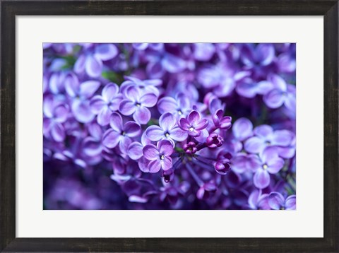 Framed Close-Up Of A Purple Lilac Tree, Arnold Arboretum, Boston Print
