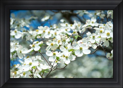 Framed Dogwood Tree, Arnold Arboretum, Boston Print