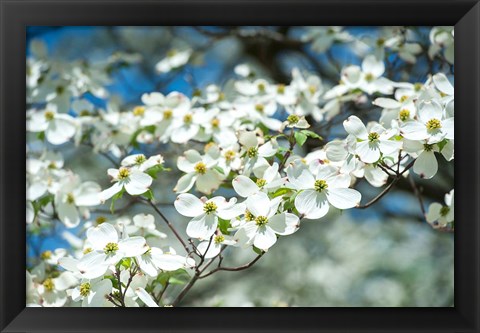 Framed Dogwood Tree, Arnold Arboretum, Boston Print