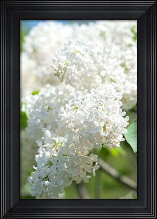 Framed White Lilac Tree, Arnold Arboretum Print