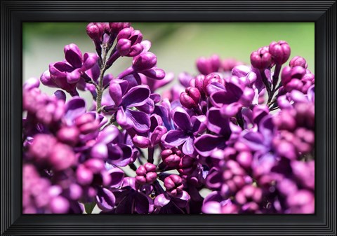 Framed Fuschia Lilac Tree, Arnold Arboretum, Boston Print