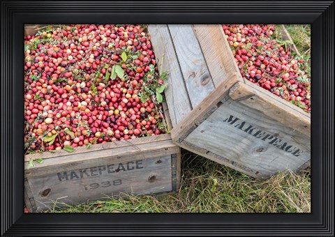 Framed Crated Cranberries Print