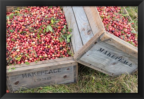 Framed Crated Cranberries Print