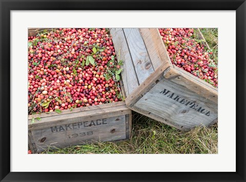 Framed Crated Cranberries Print