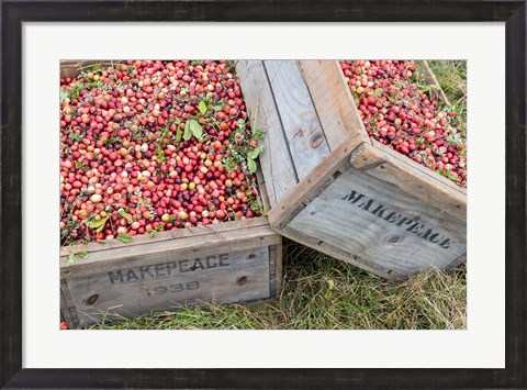 Framed Crated Cranberries Print