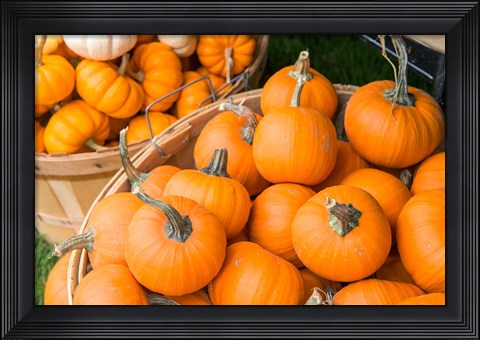 Framed Pumpkin Harvet, Massachusetts Print
