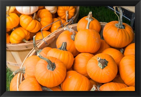 Framed Pumpkin Harvet, Massachusetts Print