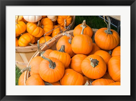 Framed Pumpkin Harvet, Massachusetts Print