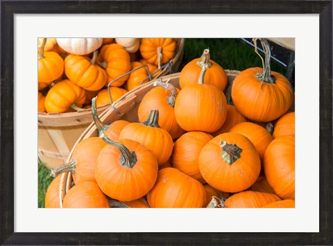Framed Pumpkin Harvet, Massachusetts Print
