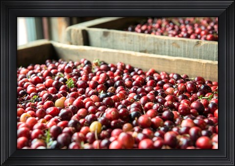Framed Cranberry Harvest, Massachusetts Print
