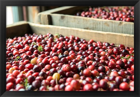 Framed Cranberry Harvest, Massachusetts Print