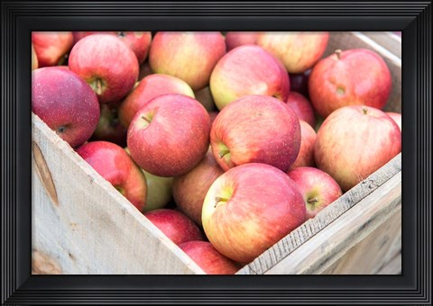 Framed Apple Harvest, Massachusetts Print