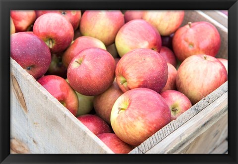 Framed Apple Harvest, Massachusetts Print