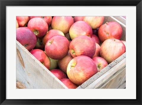 Framed Apple Harvest, Massachusetts Print