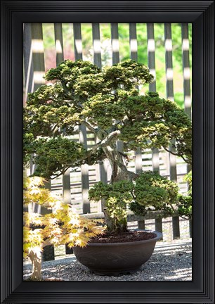 Framed Bonsai Tree, Arnold Arboretum Print