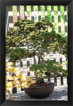 Framed Bonsai Tree, Arnold Arboretum Print