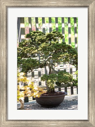 Framed Bonsai Tree, Arnold Arboretum Print