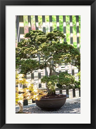 Framed Bonsai Tree, Arnold Arboretum Print