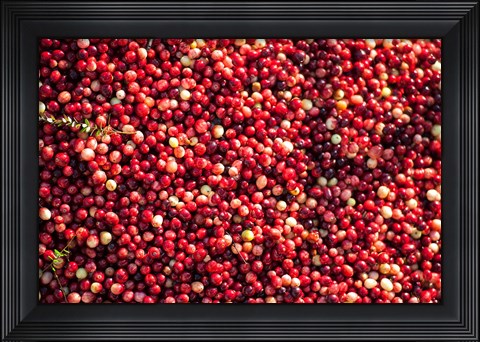 Framed Cranberry Close-Up, Massachusetts Print