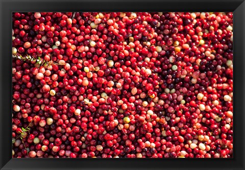 Framed Cranberry Close-Up, Massachusetts Print