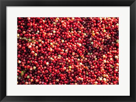 Framed Cranberry Close-Up, Massachusetts Print