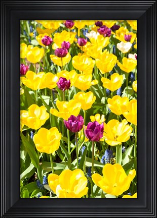 Framed Vibrant Tulip Garden, Massachusetts Print