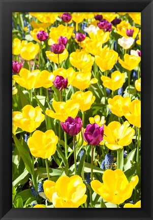 Framed Vibrant Tulip Garden, Massachusetts Print